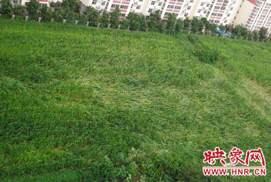 據(jù)映象網(wǎng)網(wǎng)友趙冠召反映，8月7日下午鄭州高新技術(shù)開(kāi)發(fā)區(qū)突降暴雨冰雹，致使附近農(nóng)田近三分之一玉米倒伏