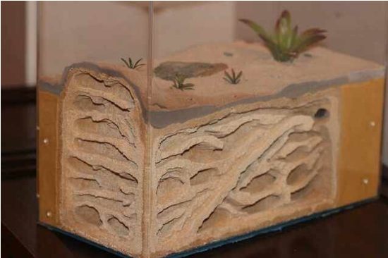 四川一男子花千元買只螞蟻 只為看它們搬家產卵