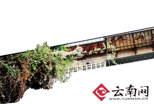 小貓下樹，但小貓就是不下來，反而爬到了一根緊貼著樹的電線上。