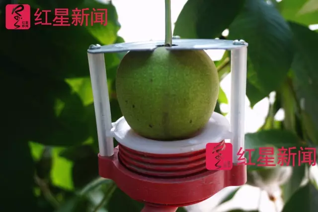 文玩核桃遇冷由幾萬一對降到5元沒人要？商戶否認(rèn)