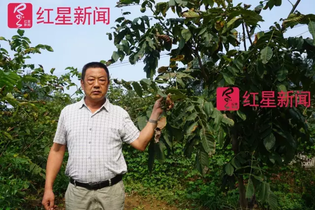 文玩核桃遇冷由幾萬一對降到5元沒人要？商戶否認(rèn)