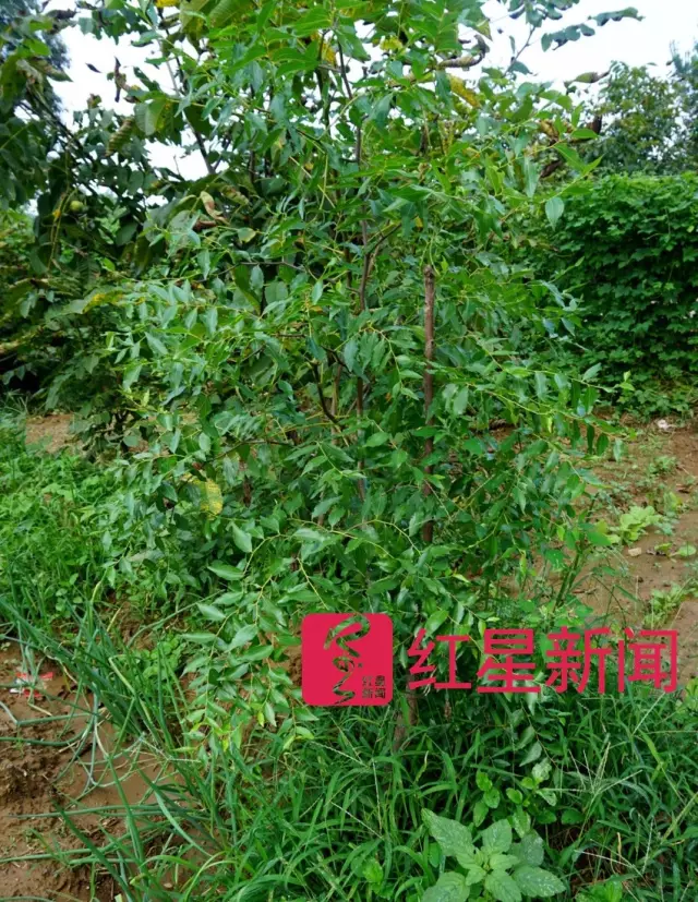 文玩核桃遇冷由幾萬一對降到5元沒人要？商戶否認(rèn)