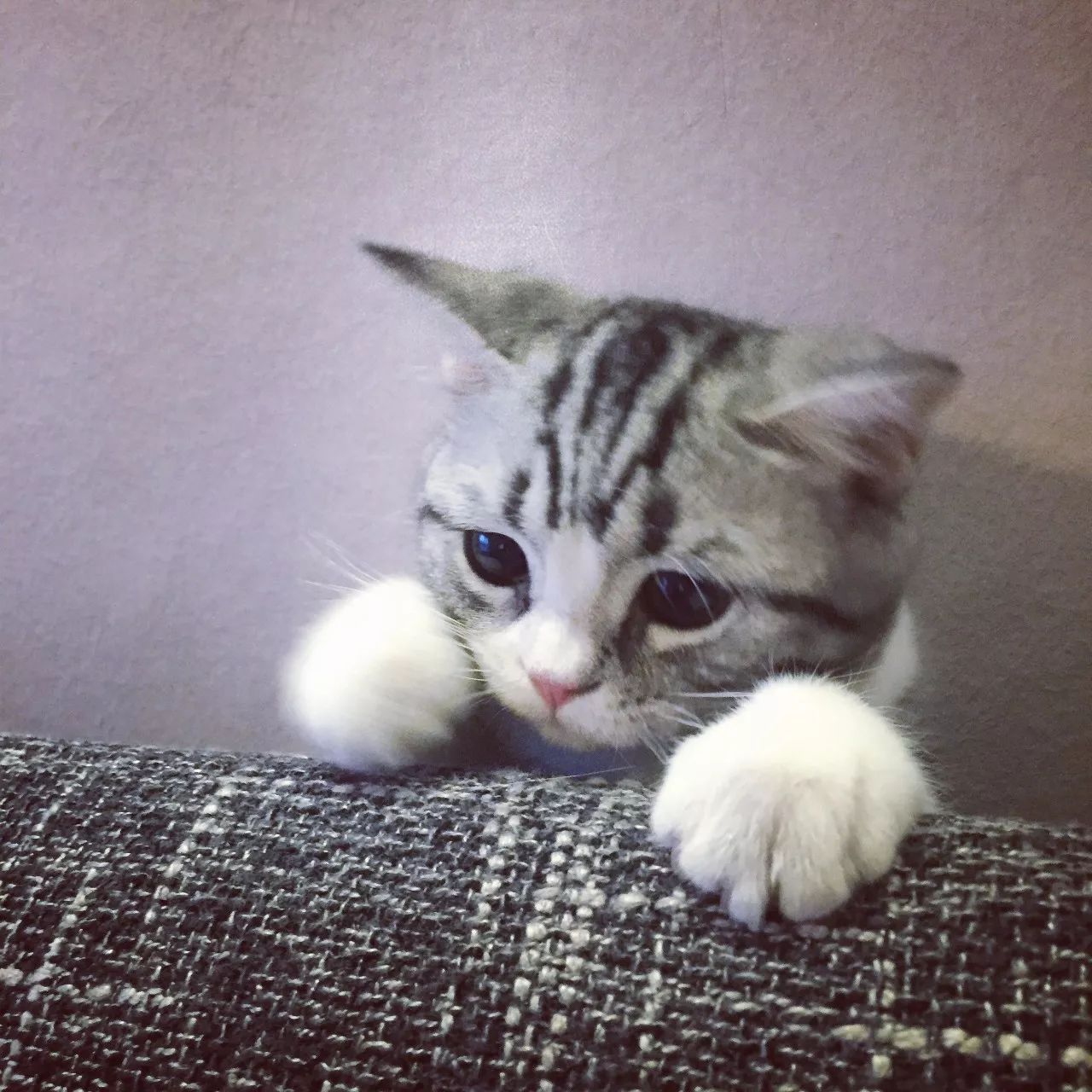 一只虛擬寵物貓叫價13億元？云養(yǎng)貓成真