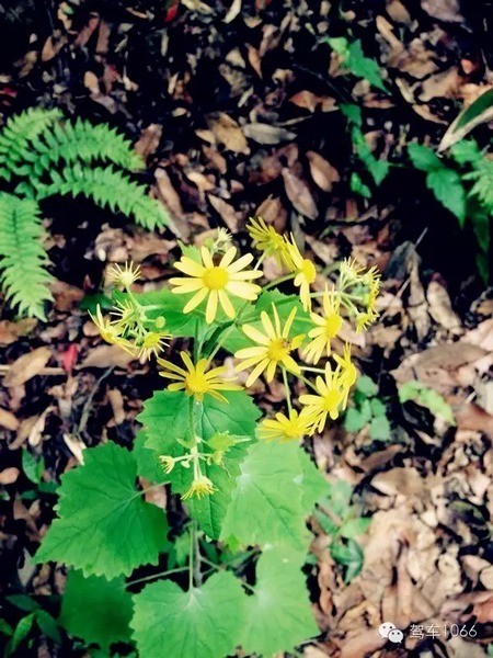 不僅有樹(shù)，還有美麗的小花花！