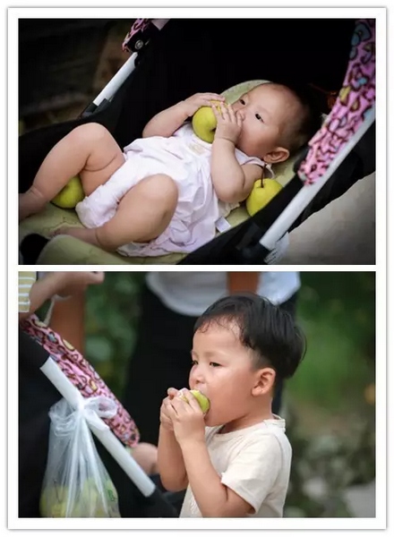 純天然無公害，新鮮采摘，直接入口！