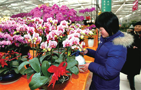 春節(jié)即將來(lái)臨，蝴蝶蘭依舊是節(jié)日花卉市場(chǎng)上最吸引眼球的品種，但銷量沒(méi)有去年同期好