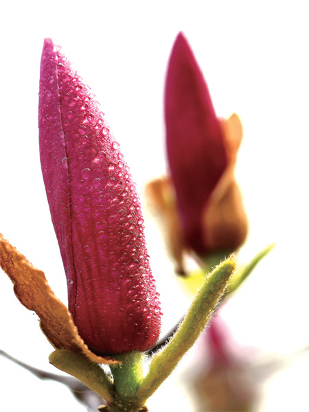 在鄭州，玉蘭才是春的使者