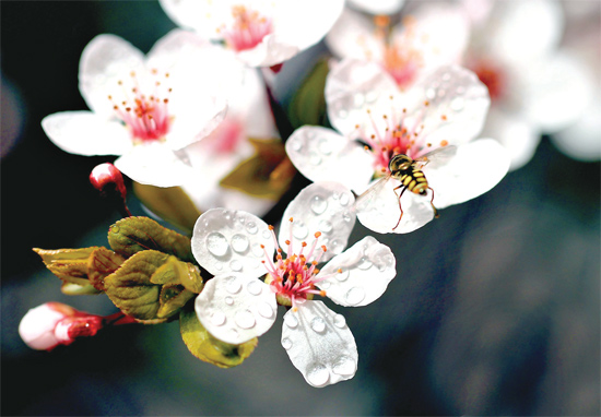 山杏報(bào)春，蜜蜂出動(dòng)