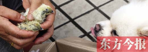 彭女士從老家?guī)?lái)的毛雞蛋，應(yīng)該屬于“活胎毛蛋”