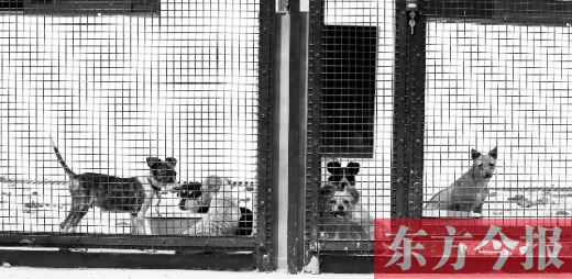 被主人遺棄的小狗暫時寄居在鄭州市犬只收容中心內(nèi)，如果沒有人來認(rèn)領(lǐng)，他們將被處以安樂死