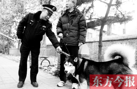 鄭州市金水區(qū)執(zhí)法局執(zhí)法人員在檢查狗狗有沒有辦證 東方今報(bào)記者 沈翔 攝