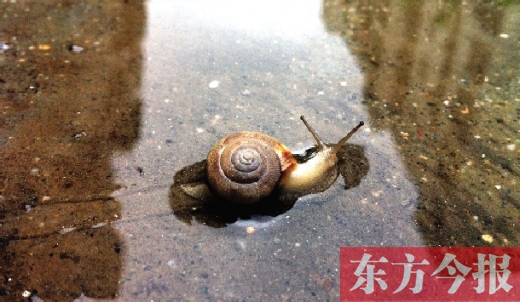 堵車俺不怕，就怕發(fā)大水，這不，一大早蹚水過街，現(xiàn)在已經(jīng)是下午了，俺還在馬路中間呢