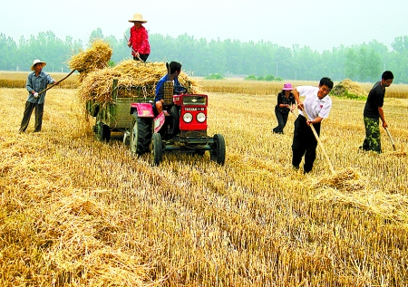 6月1日，舞鋼市礦建街道張我莊村幫扶隊(duì)員在幫村民收秸稈。