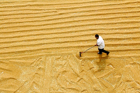 6月7日，內(nèi)黃縣城關(guān)鎮(zhèn)農(nóng)民在晾曬小麥。