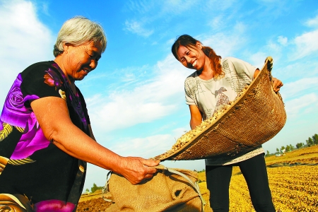 8月24日，內(nèi)黃縣城關(guān)鎮(zhèn)農(nóng)民在收獲早熟花生。