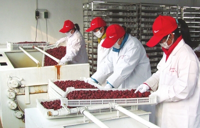 雖是寒冬，內(nèi)黃紅棗加工生產(chǎn)依然熱火朝天。