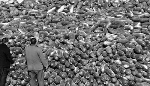 綠油油的冬瓜堆積如山。