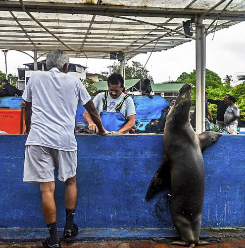 海獅變魚攤?？?排隊“購買”金槍魚