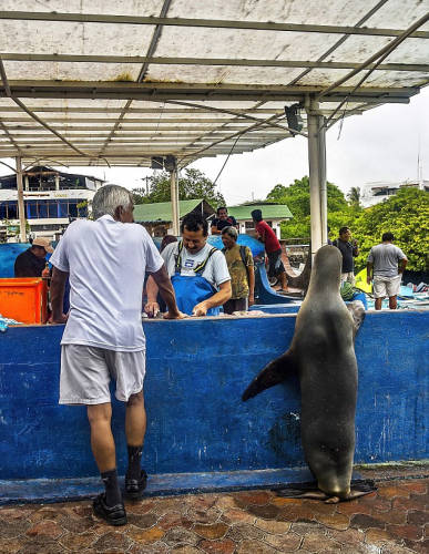 海獅變魚攤?？?排隊“購買”金槍魚