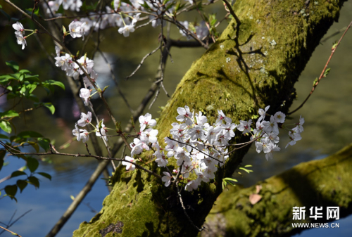 莫負人間四月天 莫負人間四月天