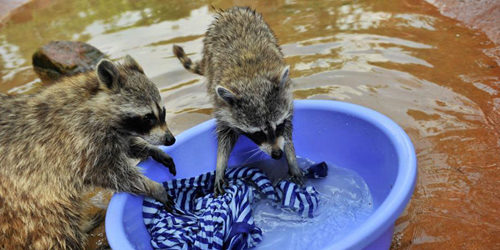 會(huì)洗衣服的小浣熊