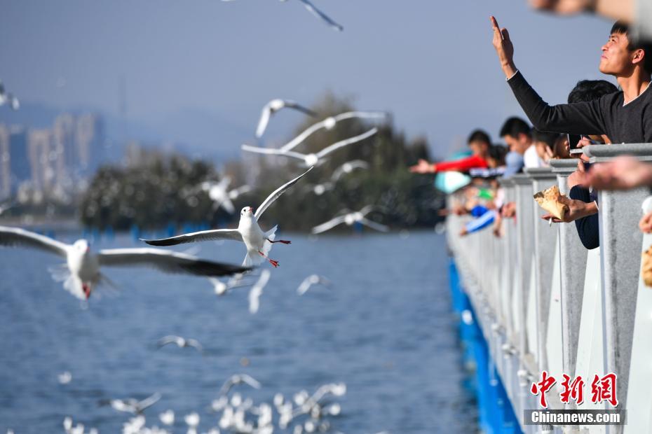 萬(wàn)只紅嘴鷗飛抵昆明滇池