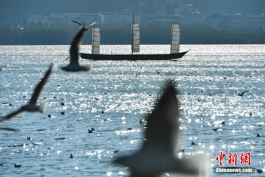 萬(wàn)只紅嘴鷗飛抵昆明滇池