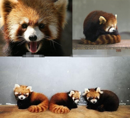 網友猜測三只小浣熊寓意歐弟老婆懷孕。