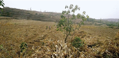 因干旱，農(nóng)田閑置尚未播種小麥