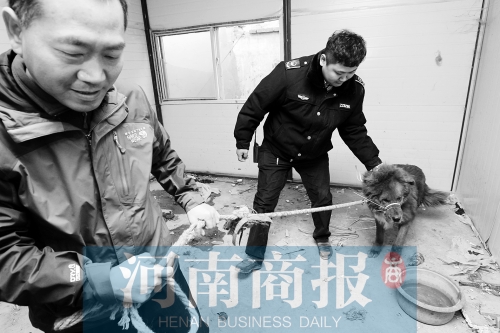 麻藥起作用后，這只藏獒被執(zhí)法人員控制