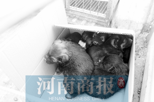 一家只能養(yǎng)一只狗，多余的被暫扣