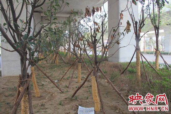 北三環(huán)經(jīng)三路橋下種的樹(shù)木有的葉子已經(jīng)干枯。