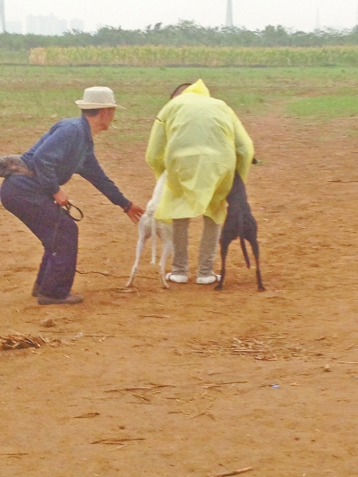 上場前，狗主人進場撫摸自己的愛犬，給它打氣加油。