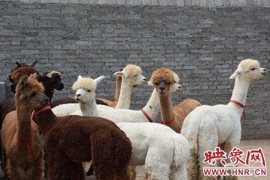 今年11月-12月,我省將再?gòu)闹抢M(jìn)210只羊駝。