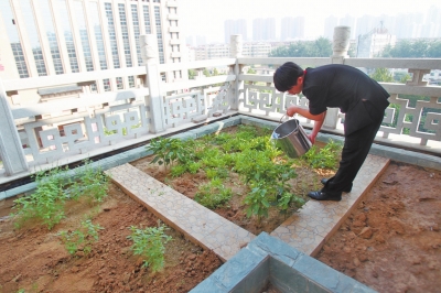 鄭州某酒店在樓頂打造的菜園子，服務(wù)員正在澆水。