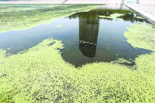 幾近干涸、臭氣熏天、長滿水草的東風(fēng)渠，已不見往日容顏　 記者 侯建勛/攝