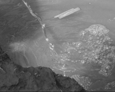 菜葉隨水流進河 菜葉隨水流進河