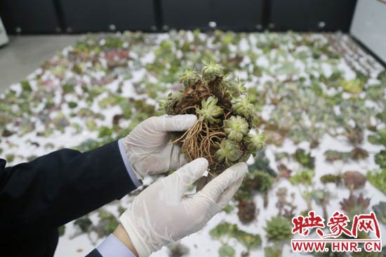這些被截獲的多肉植物郵件面單上的品名大多申報為“禮物”、“衣服”等，屬于瞞報行為。