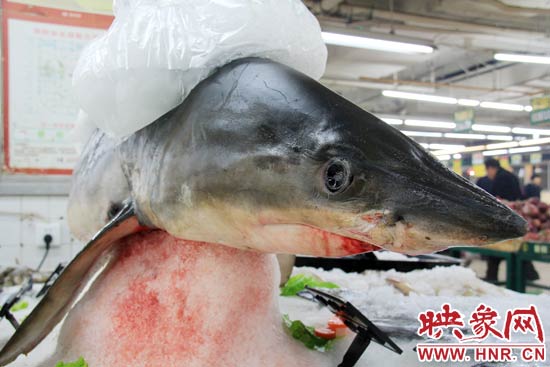 這條鯊魚長約1.5米，寬約0.5米，上身被碎冰覆蓋，保存較完整。