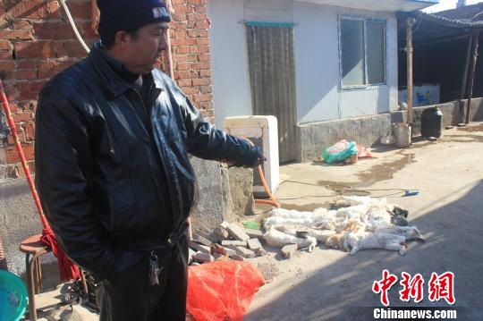 圖為家禽收購點(diǎn)的陳姓工作人員介紹，是這些愛狗人士的封堵讓這些兔子無辜死去?！●R義恒　攝