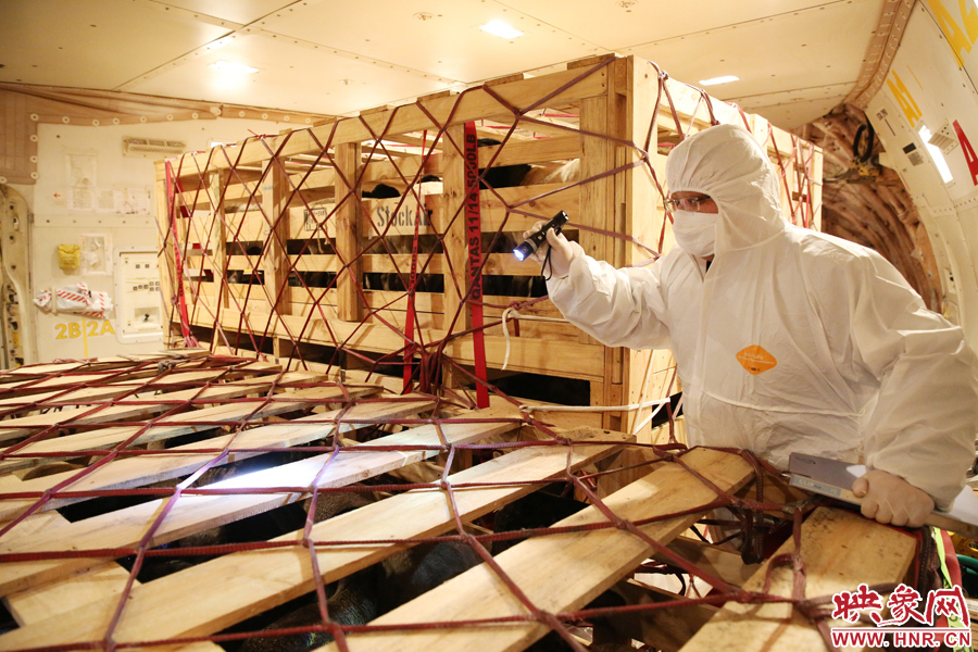 千只澳大利亞種羊“打飛的”落戶河南 創(chuàng)國內(nèi)多個(gè)第一