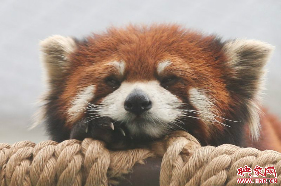 小熊貓在世界各動物園中是相當受歡迎的動物。