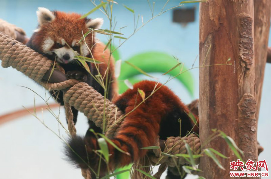 憨態(tài)可掬的小熊貓備受小朋友們的喜愛。