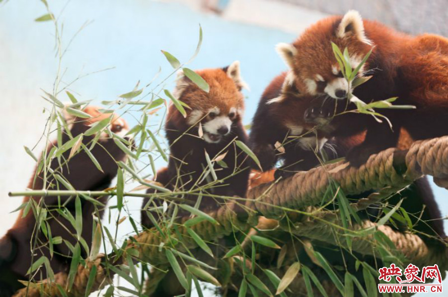 18只小熊貓正在進食。