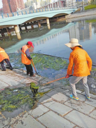 每天出動六十人次進行打撈，也難以遏制綠藻蔓延。