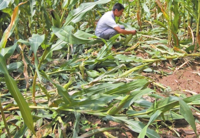 甕峪村一莊稼地，被野豬糟蹋的玉米。