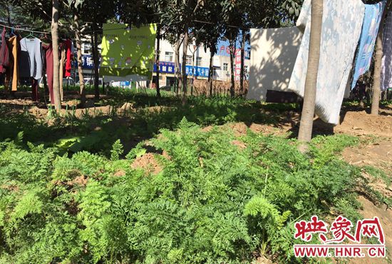 西四環(huán)中原路交叉口，大片生態(tài)廊道被毀，變成私家菜園。