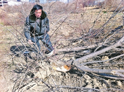 問周邊的人，都說白天沒見有人推樹，可能是夜里被鏟車推的