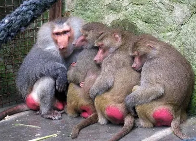 強(qiáng)冷空氣+雨 鄭州終于要下雪了！最低氣溫-6℃！