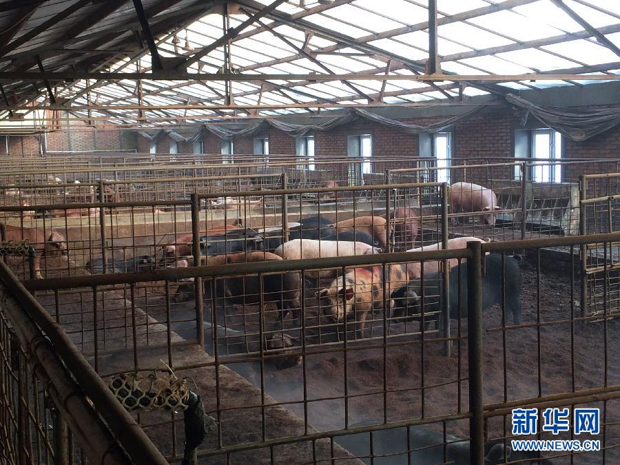 穗豐園里的豬舍（2013年12月8日攝）。新華社記者 程子龍 攝